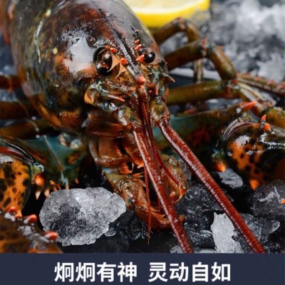 波士顿龙虾生冻水产品冰鲜波龙3斤到15斤上海发货特产礼盒装送礼图2