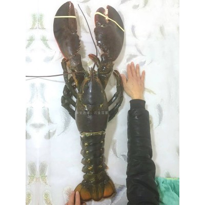 特大冰鲜活冻波士顿速冻大龙虾古巴鳌虾波龙澳龙花龙加拿大大龙虾图4