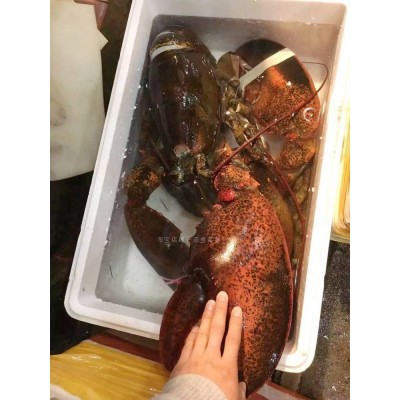 特大冰鲜活冻波士顿速冻大龙虾古巴鳌虾波龙澳龙花龙加拿大大龙虾图5