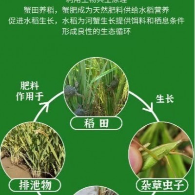 当季蟹田新米10斤 真空包装粒粒饱满 软糯香甜图4