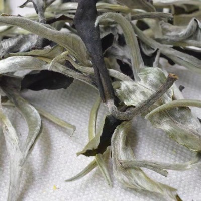 现货云南白茶景谷 老白茶古树白茶 月光白美人散茶大叶种散料茶叶图2