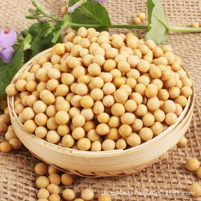 50斤黄豆批发粒粒精选黑龙江东北正宗非转基因大豆打豆浆专用图3