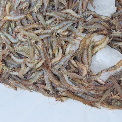 整箱批发5千克冻虾生鲜餐饮烹饪肉质鲜甜大海虾新鲜捕捞活冻大虾图2