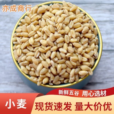 当季新货山东新小麦带皮小麦25kg磨面粉酿酒料饲料小麦