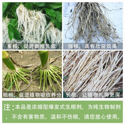树挪活生根粉快速大树生根剂植物生根液绿植扦插移栽果树发根液图3