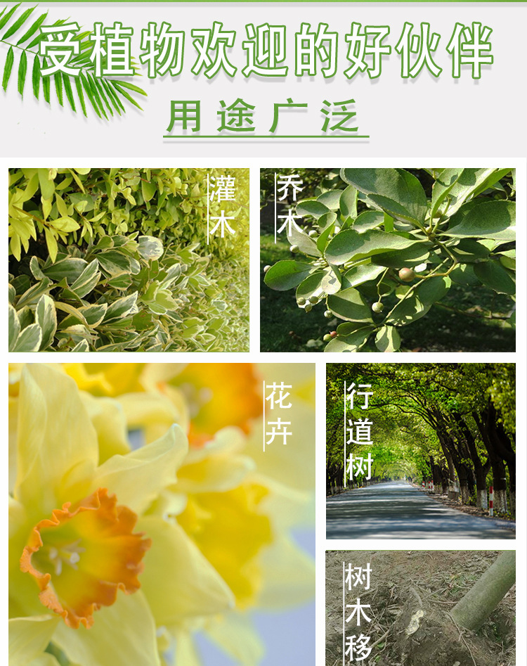 树活宝详情_04