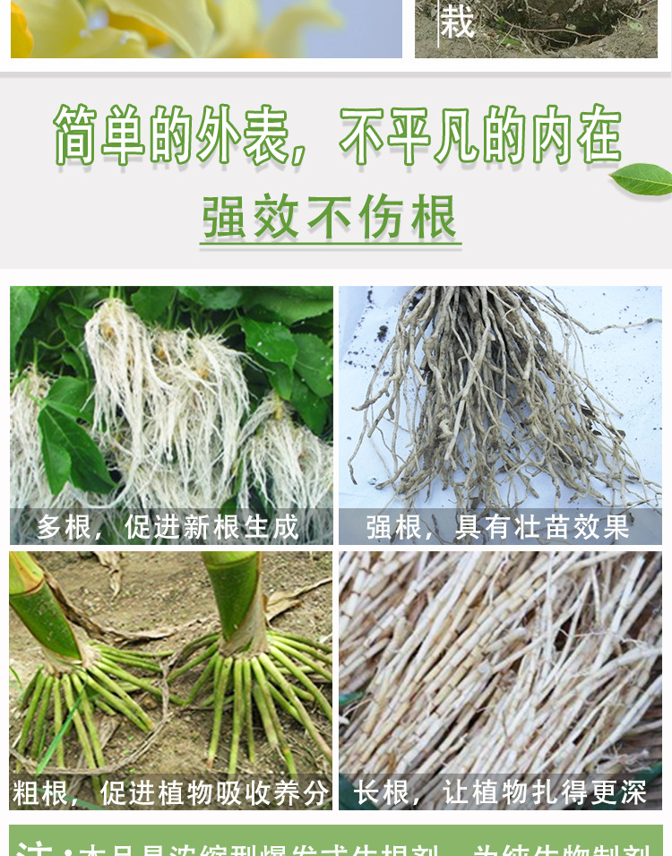 树活宝详情_05