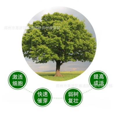 双嘉大树吊针液原液移栽复合液移植营养浓缩吊针液果树注射营养液图2