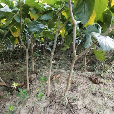 陕8632 果桑树桑葚树 产量高 桑椹多而特大 抗旱、耐寒图4