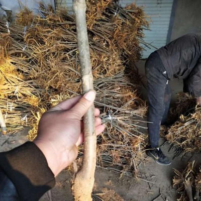 陕8632 果桑树桑葚树 产量高 桑椹多而特大 抗旱、耐寒图2