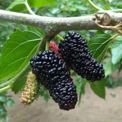 无籽大十果桑 果汁丰富 果味酸甜清爽 汁多无籽 果叶兼用图2