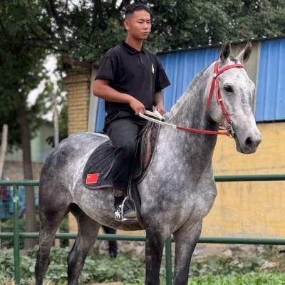 大宛马多少钱容城县蒙古马多少钱成人大型旅游骑乘用马图2