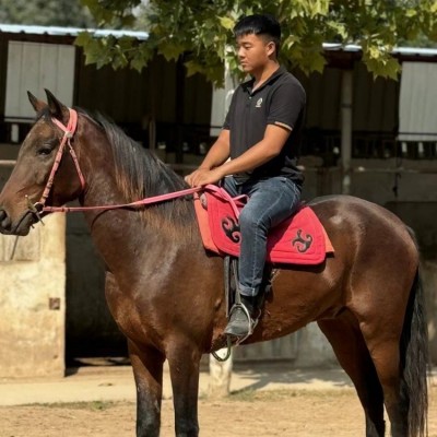 大宛马多少钱容城县蒙古马多少钱成人大型旅游骑乘用马图4