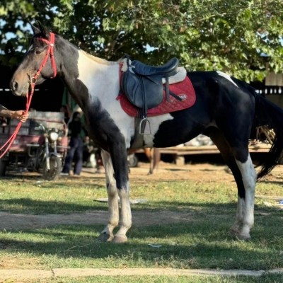 身高一米五八喜鹊花骟马调教成熟稳定景区代课拉车骑乘都可以图2