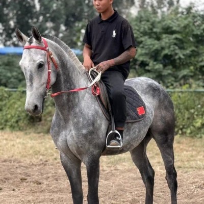 身高一米五八喜鹊花骟马调教成熟稳定景区代课拉车骑乘都可以图3