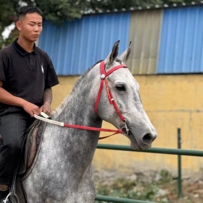 身高一米五八喜鹊花骟马调教成熟稳定景区代课拉车骑乘都可以图4