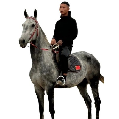 身高一米五八喜鹊花骟马调教成熟稳定景区代课拉车骑乘都可以图5