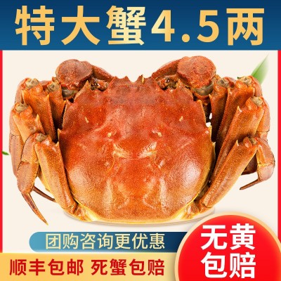 苏州太湖生态养殖满黄现货大闸蟹特大8只装礼盒装螃蟹鲜活批发价