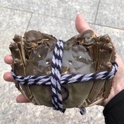 苏州太湖生态养殖满黄现货大闸蟹特大8只装礼盒装螃蟹鲜活批发价图3
