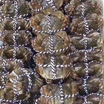 苏州太湖生态养殖满黄现货大闸蟹特大8只装礼盒装螃蟹鲜活批发价图4
