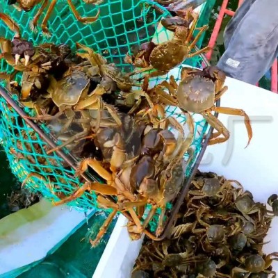 满黄大闸蟹礼盒2.5两-3两母蟹8只 固城湖养殖基地直发大闸蟹母蟹图2