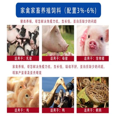 国产脱脂鱼粉国产鱼粉饲料级鱼粉蛋白62%猪鸡小龙虾饲料级图3
