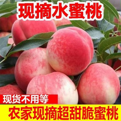 【现货】蒙阴水蜜桃脆甜硬桃毛桃映霜红冬桃新鲜孕妇水果现摘现发