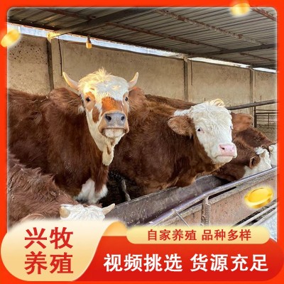 批发养殖基地育肥牛西门塔尔牛牛犊种牛养殖西门塔尔牛怀孕母牛图2