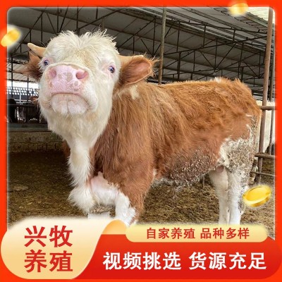批发养殖基地育肥牛西门塔尔牛牛犊种牛养殖西门塔尔牛怀孕母牛图3