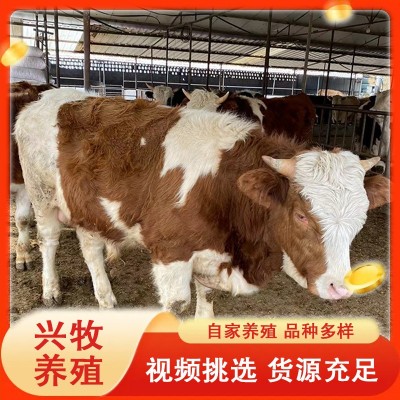 批发养殖基地育肥牛西门塔尔牛牛犊种牛养殖西门塔尔牛怀孕母牛图4