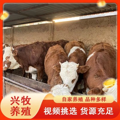 自家养殖西门塔尔牛西门塔尔母牛牛犊子改良肉牛鲁西黄牛小牛犊图3