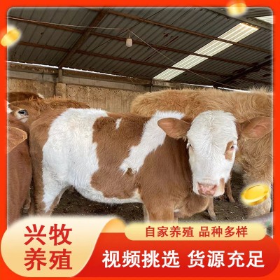 母牛小牛犊西门塔尔牛肉牛小牛犊鲁西黄牛小牛犊商品西门塔尔牛图3