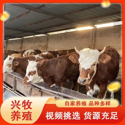 母牛小牛犊西门塔尔牛肉牛小牛犊鲁西黄牛小牛犊商品西门塔尔牛图2