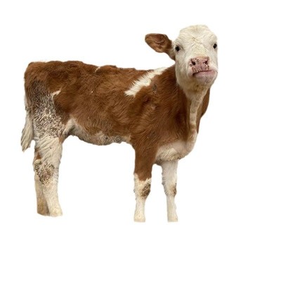 母牛小牛犊西门塔尔牛肉牛小牛犊鲁西黄牛小牛犊商品西门塔尔牛图4