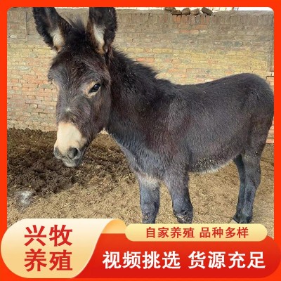 德州驴肉驴养殖基地批发德州毛驴 育肥三粉肉驴崽 改良小驴驹