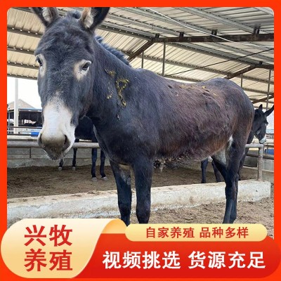 德州驴肉驴养殖基地批发德州毛驴 育肥三粉肉驴崽 改良小驴驹图4