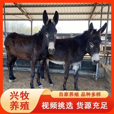 德州驴肉驴养殖基地批发德州毛驴 育肥三粉肉驴崽 改良小驴驹图3