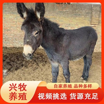 德州驴肉驴养殖基地批发德州毛驴 育肥三粉肉驴崽 改良小驴驹图2
