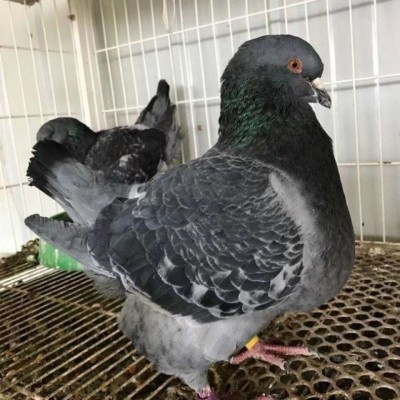 元宝鸽纯种一对巨型鸽子活体信鸽肉鸽观赏鸽种鸽包活包下蛋图3