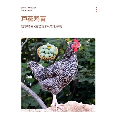 芦花鸡活鸡苗 纯种芦花鸡苗活体脱温苗 土鸡小鸡幼苗成品母鸡图2