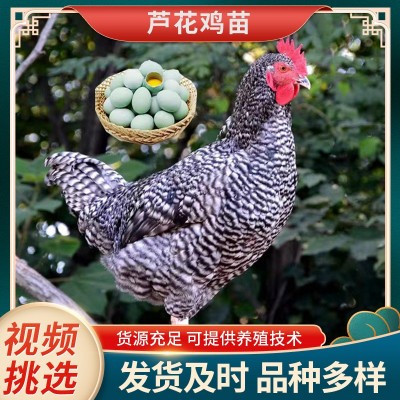 芦花鸡活鸡苗 纯种芦花鸡苗活体脱温苗 土鸡小鸡幼苗成品母鸡