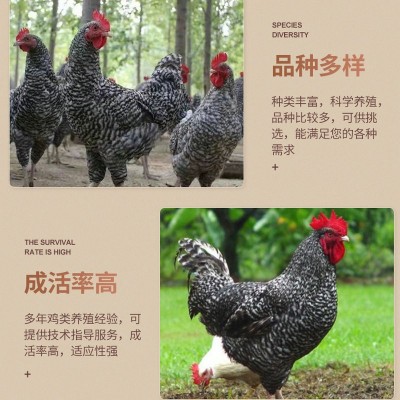 芦花鸡活鸡苗 纯种芦花鸡苗活体脱温苗 土鸡小鸡幼苗成品母鸡图3