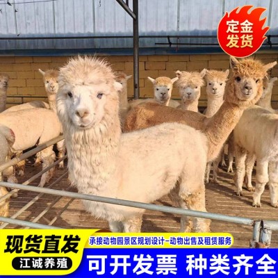 养殖场出售宠物羊驼成幼年活体 动物园景区观赏羊驼 家养萌宠羊驼图2