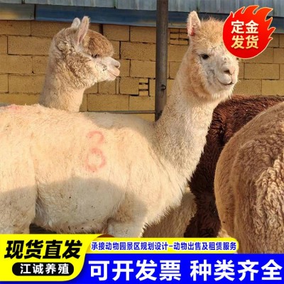 养殖场出售宠物羊驼成幼年活体 动物园景区观赏羊驼 家养萌宠羊驼图3