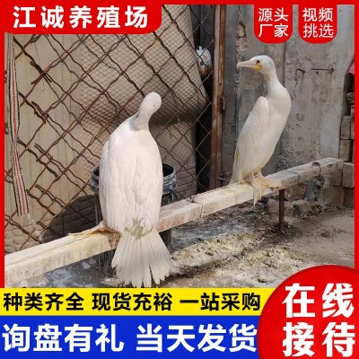 养殖场出售成年会抓鱼的鱼鹰 景区表演抓鱼项目的鸬鹚 回收鱼鹰图2