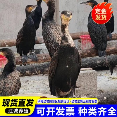 养殖场出售成年会抓鱼的鱼鹰 景区表演抓鱼项目的鸬鹚 回收鱼鹰图3