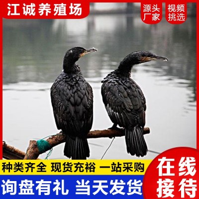 养殖场出售成年会抓鱼的鱼鹰 景区表演抓鱼项目的鸬鹚 回收鱼鹰图4
