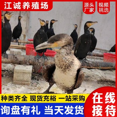 养殖场出售成年会抓鱼的鱼鹰 景区表演抓鱼项目的鸬鹚 回收鱼鹰图5
