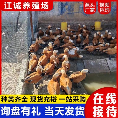园林观赏鸭水禽赤麻鸭活体 赤麻鸭的养殖场 各种观赏鸭活体鸭子图5