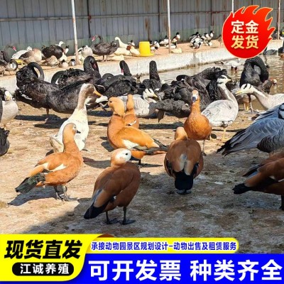 园林观赏鸭水禽赤麻鸭活体 赤麻鸭的养殖场 各种观赏鸭活体鸭子图3